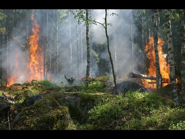 C&oacute;mo evitar incendios forestales: Estrategias efectivas