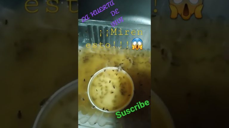 Control de plaga de moscas de la fruta: causas de su rápida propagación y métodos efectivos para erradicarlas