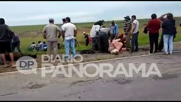 Accidente de camión con 75 vacas en la ruta 8: fueron saqueadas y faenadas al costado del camino
