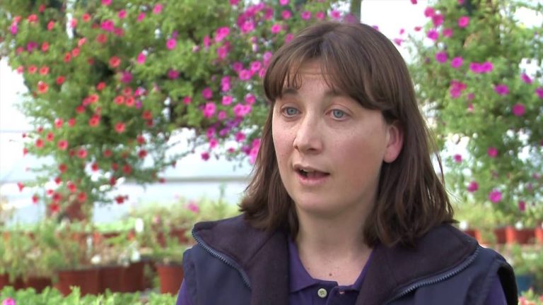 Cinco variedades florales desarrolladas por científicos argentinos en el INTA