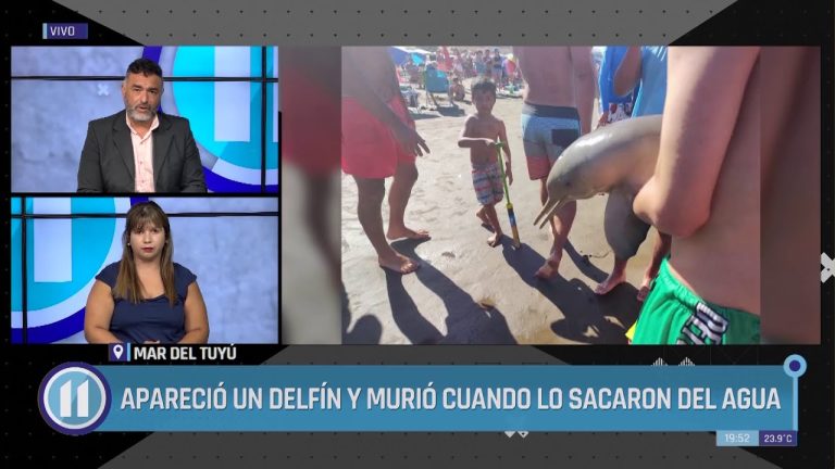 Joven relata el momento en que encontró el delfín varado en la costa y asegura que ya había fallecido