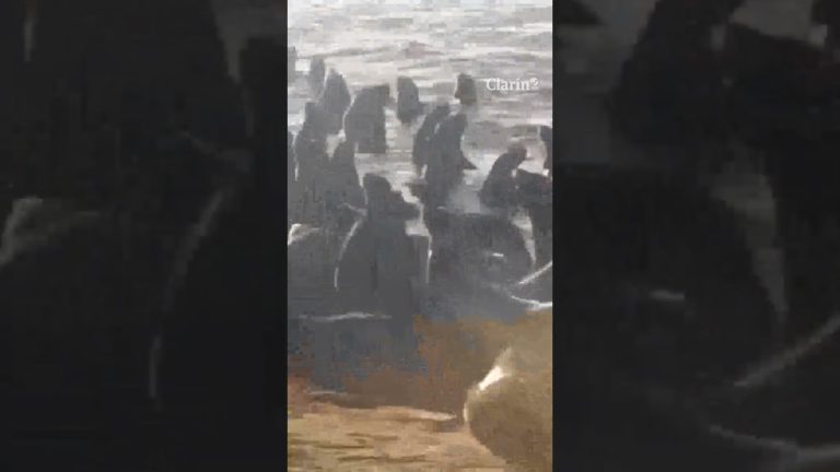 Nombran al responsable de ahuyentar lobos marinos con moto de agua en Mar del Plata y podría ser multado con una suma considerable