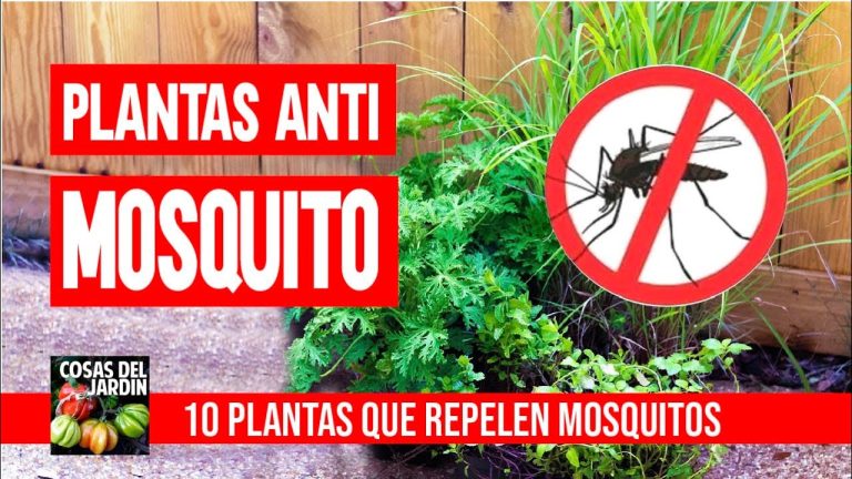 Precio del repelente se reduce al 50%: razones de la baja en la poblaci&oacute;n de mosquitos este verano