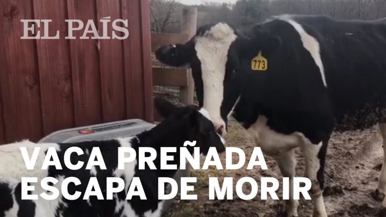 Vaca escapa de un camión camino al matadero y recorre varias cuadras en Temperley antes de ser capturada
