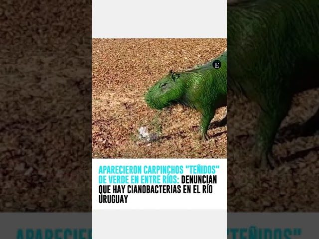 Carpinchos teñidos de verde: preocupantes fotos en Entre Ríos por cianobacterias en el río Uruguay