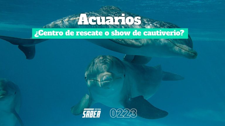 Confirman el cierre permanente del acuario de Mar del Plata después de tres décadas