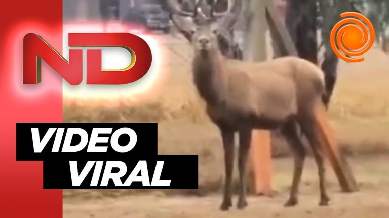 Inexplicable en Córdoba: un ciervo entra a un negocio urbano y fallece