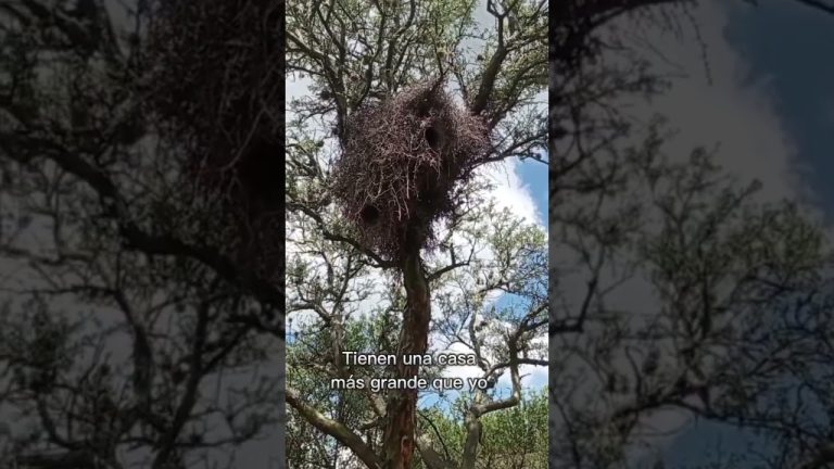 Reportan la muerte de 300 loros en &aacute;reas rurales de Chos Malal, Neuqu&eacute;n