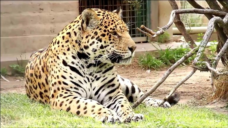 Una res fallecida impacta a visitantes al ser hallada flotando en el agua en Río Negro