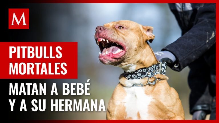 Ataque de pitbull: una niña de 5 años y su padre resultaron heridos