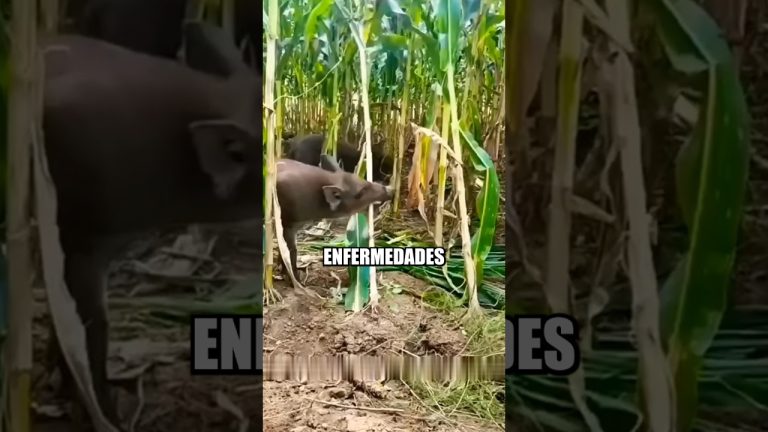 Colocar&aacute;n trampas para jabal&iacute;es en las cercan&iacute;as de un famoso hotel de Bariloche