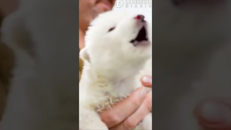 Investigadores afirman haber traído nuevamente a la vida al ‘lobo prehistórico’, extinto hace milenios