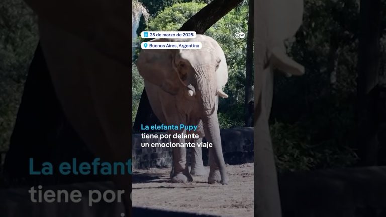 La elefanta del ecoparque se muda a Brasil, su nuevo hogar
