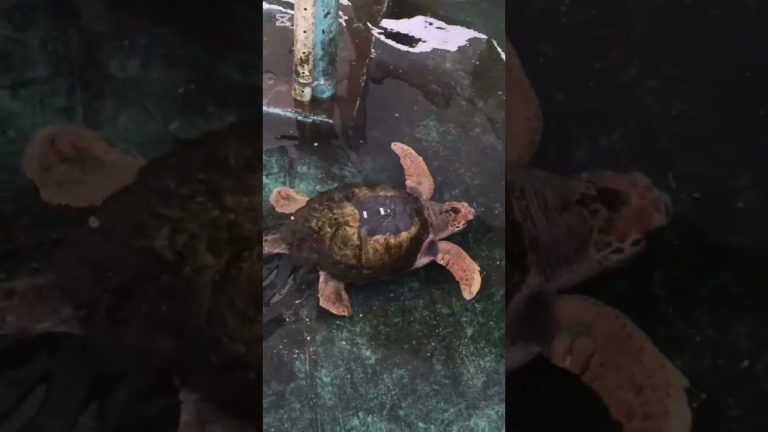 Liberan al tortugo Jorge en el océano tras cuatro décadas en cautiverio