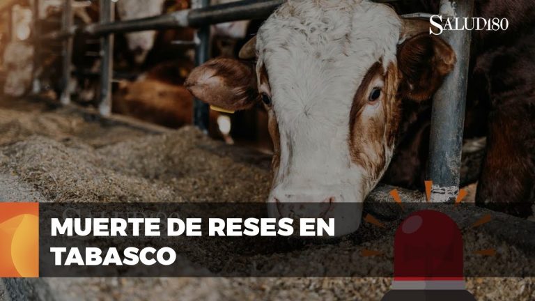 Aumento de casos y una muerte enigmática por bacteria alimentaria transmitida