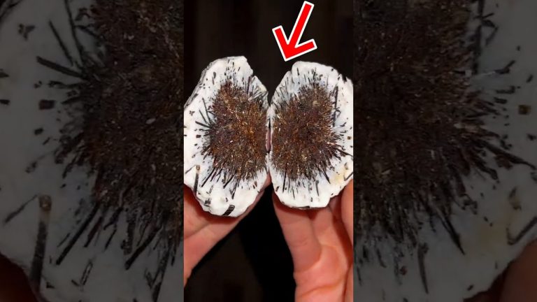 Estafa millonaria de la caja fuerte: videollamadas desde la selva, tensiones, dólares falsos y un manual detallado