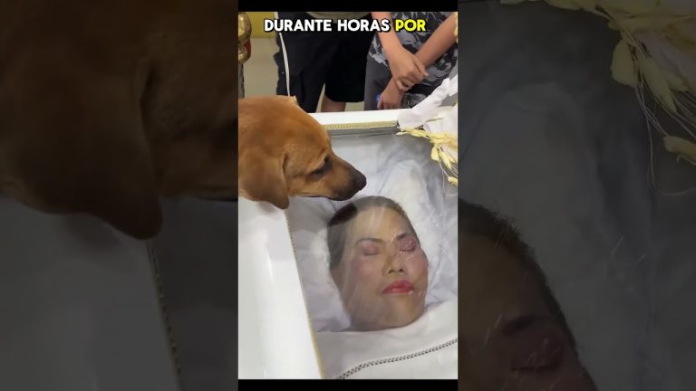 Hallan sin vida a una pareja y sus mascotas tras no responder mensajes de texto