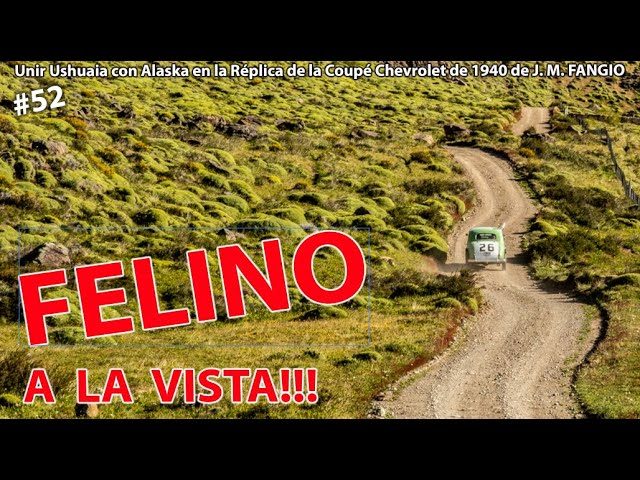 La asombrosa travesía de un puma recorriendo 400 km hacia el océano y de regreso en 50 días