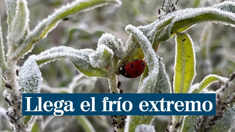 Durante el auge del frío extremo alertan sobre un riesgo creciente este año y cómo prevenirlo.