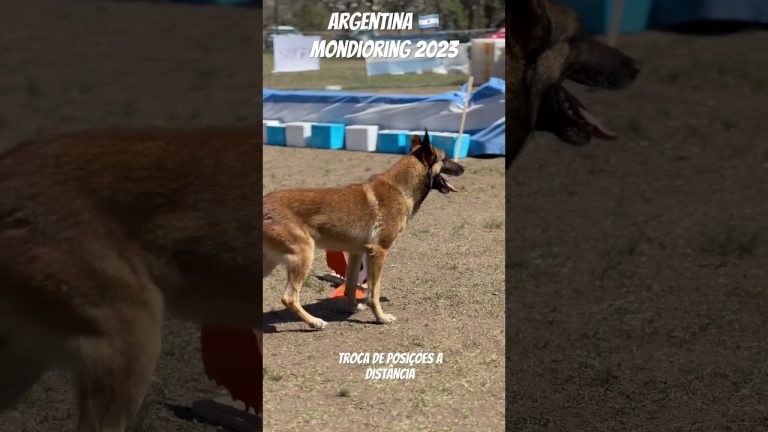 Mondioring: descubre el deporte para perros con 20 competidores en Argentina.