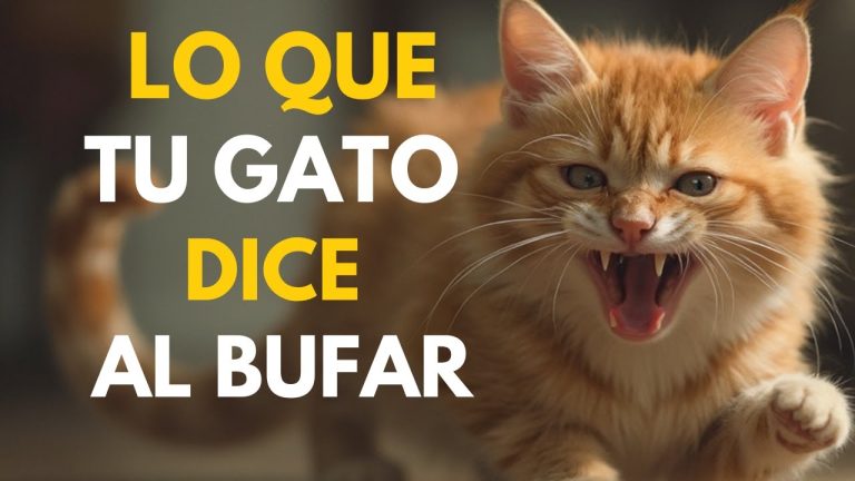 Reflexiones personales: Cómo perder a mi gata me hizo reconsiderar la idea de no adoptar más y aprender que el temor a amar es perjudicial