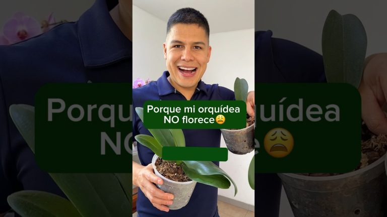 &iquest;Por qu&eacute; las orqu&iacute;deas no florecen? Descubre el enigma detr&aacute;s de su ausencia floral