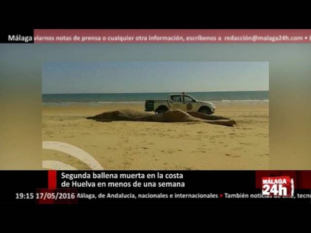 Descubren un nuevo caso de ballena fallecida en la Costanera: la segunda en una semana