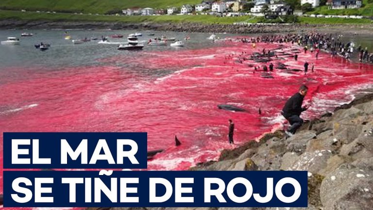 Descubren una nueva ballena fallecida flotando en Zárate, el tercer incidente en dos semanas