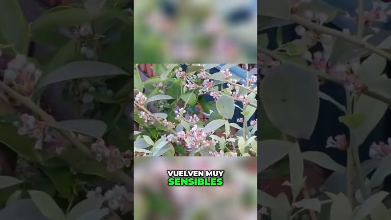 El clima de la ciudad será inusual por dos semanas con temperaturas cuatro grados por encima del promedio