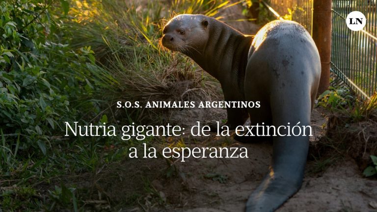 El regreso de la nutria gigante a los esteros del Iberá después de cuatro décadas: su importancia histórica