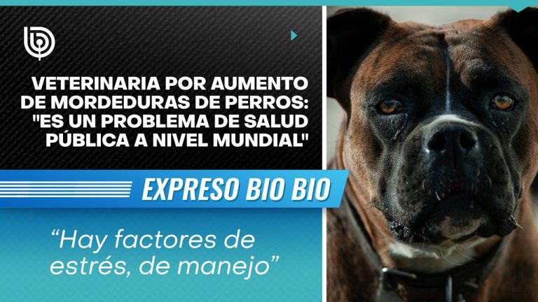 Estudio revela número diario de mordidas de perro y razones del aumento de casos en el país