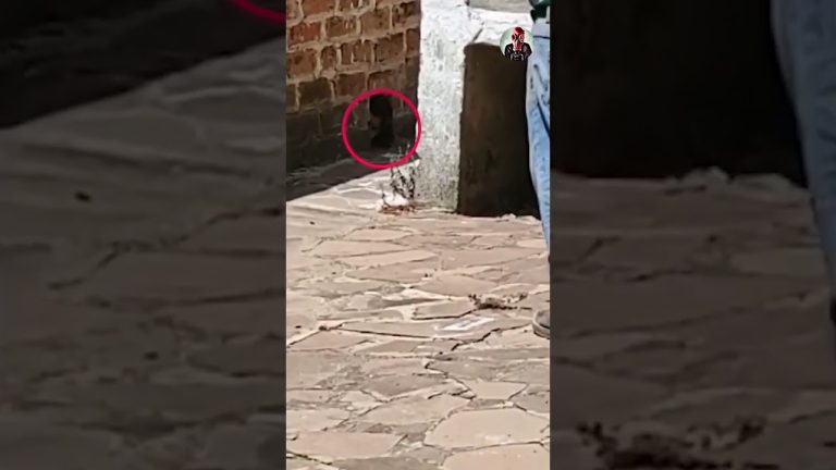 Experiencias de infancia cazando espíritus en casas vacías: lecciones perdurables sin apariciones encontradas