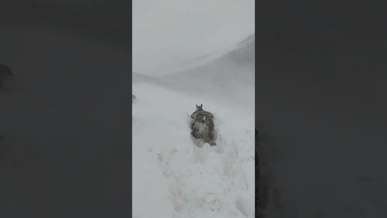 Fuerte temporal de nieve en la montaña de Neuquén provoca cierre de caminos y fallece un criancero en una zona rural de Chos Malal