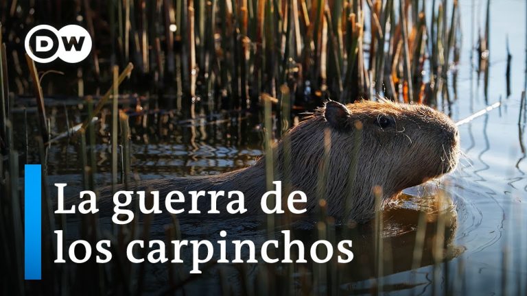 Gobierno planea establecer refugio de carpinchos en el Delta