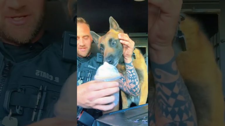 Policía sugiere comprar un perro a comerciante de Mar del Plata tras robo, causando sorpresa con su respuesta