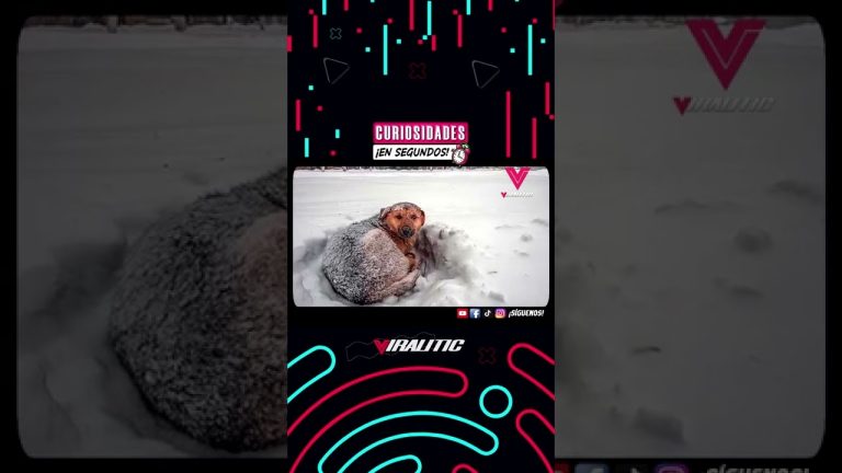 Sobrevivió en una tormenta de nieve gracias al calor de sus perros: &#8220;Ellos me salvaron la vida
