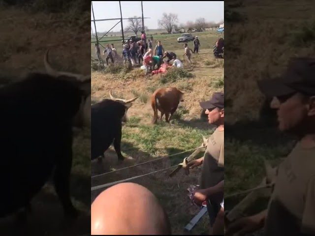 Vuelca camión con ganado en Córdoba y habitantes sacrifican algunas reses