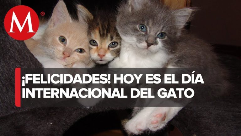 ¿Por qué se celebra el día del gato en agosto y cuál es su importancia?