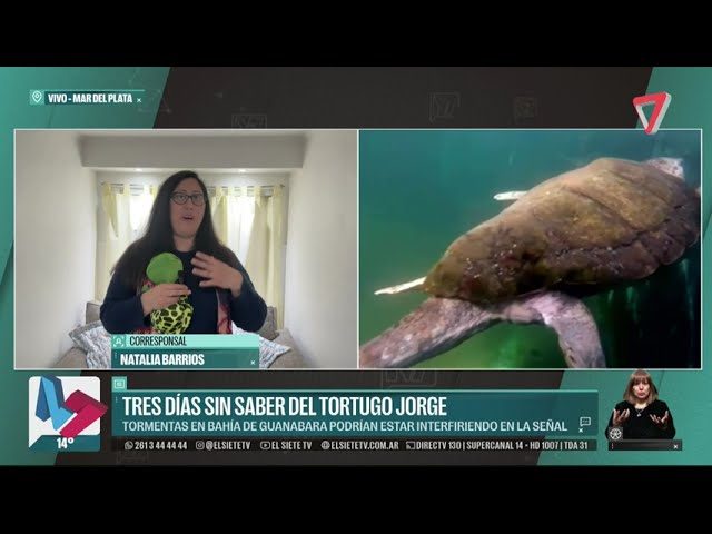 Adiós Jorge: el tortugo perdió la señal y su travesía ya no podrá ser rastreada