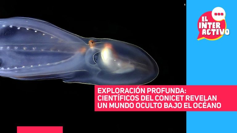 Científicos del conicet revelan los sorprendentes resultados de la investigación marina