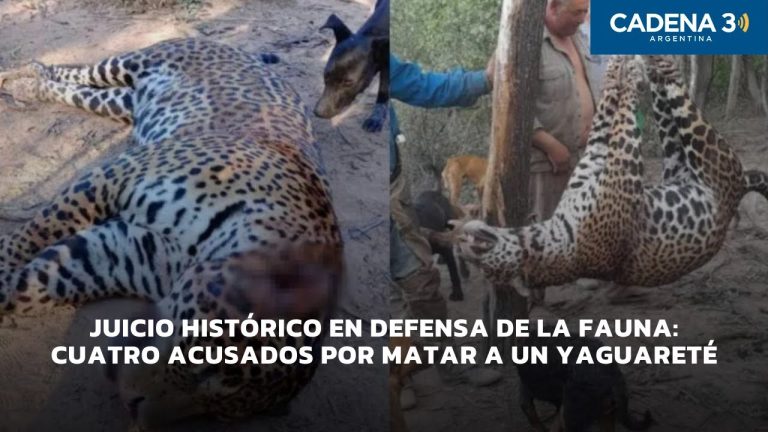 Condenados a prisión por cazar un yaguareté: detalles de una sentencia histórica