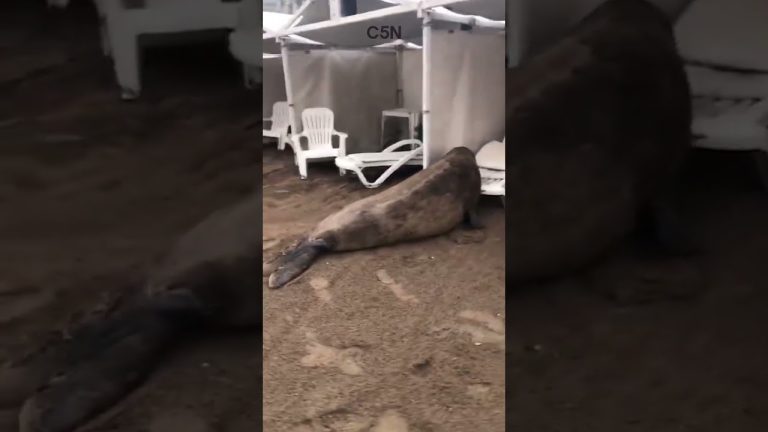 Controversia en Mar del Plata por supuesta desatención de animales en antiguo Aquarium: trasladan a cinco lobos marinos tras inspección