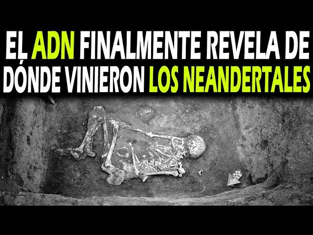 Descubrimiento de un antiguo cráneo sugiere el mestizaje temprano entre neandertales y humanos modernos
