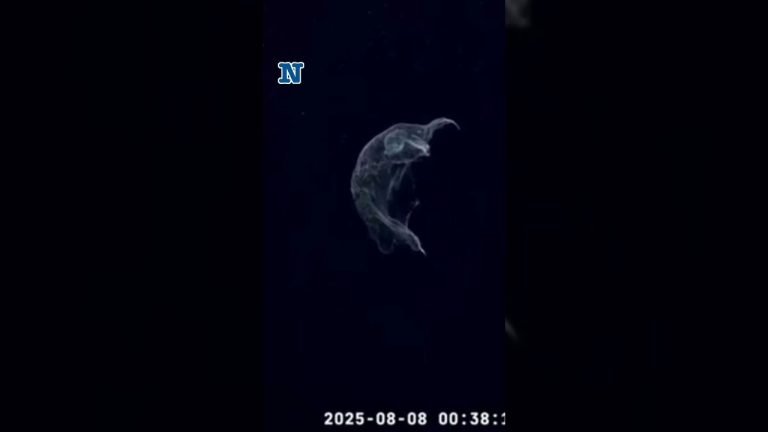 El equipo del Conicet regresa tras explorar las profundidades marinas: "Nos esperan años de análisis en laboratorio".