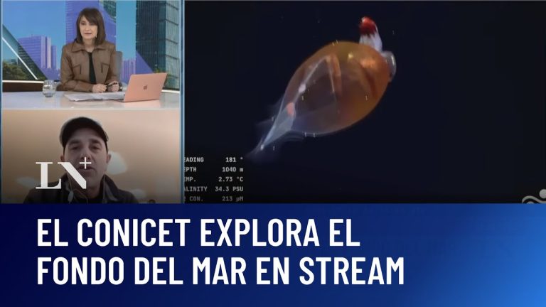 Exploración nunca antes vista en el lecho marino de Argentina: el trabajo en directo de los investigadores