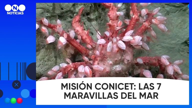 Fin de la misión del Conicet: emotiva despedida de los investigadores desde las profundidades del mar argentino.