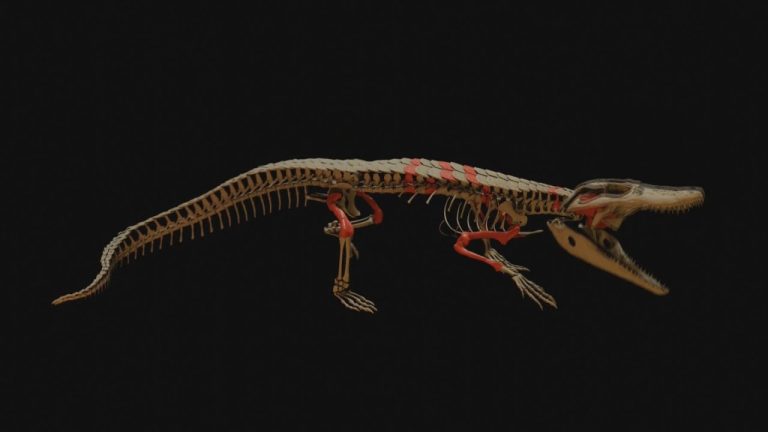 Hallazgo en la Patagonia: encuentran un cocodrilo prehistórico de hace millones de años.