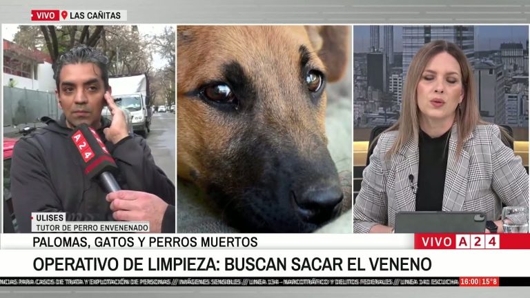 Investigaci&oacute;n por envenenamiento de m&aacute;s de diez mascotas en un mes en Neuqu&eacute;n
