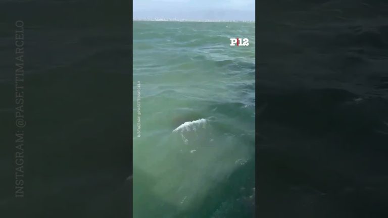 La llegada del tortugo Jorge a las playas cariocas genera inquietud por su pérdida de señal