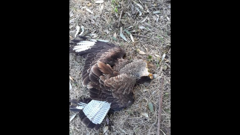Preocupación en ciertos barrios de Buenos Aires por casos de envenenamiento de mascotas
